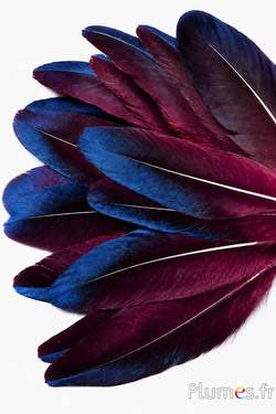 Fagiano Swinhoe - 9-13 cm - nero-blu notte-bordeaux